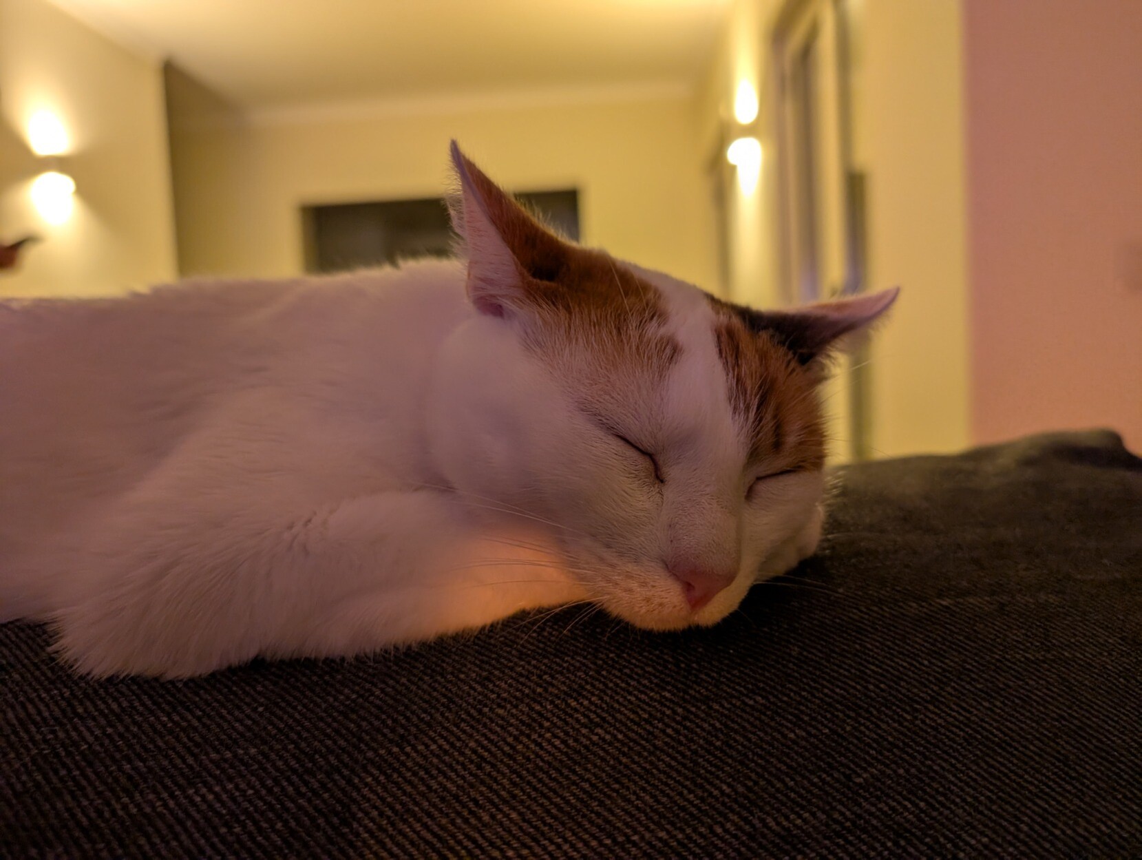 A white and ginger cat sits on the back of a sofa chair laid out with eyes closed, looking content. There's a slight illumination from a fire casting a highlight on the cats paw.